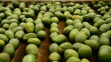 Avocados rolling packing line video