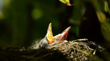 hängend Baby Vogel im ein Nest mit öffnen Schnabel video