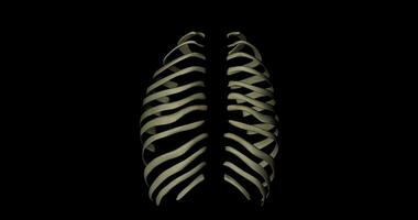 Bone structure ribs of a human skeleton in rotation on black background video