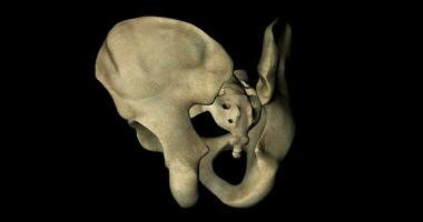 Bone structure of male pelvis in a human skeleton in rotation in 4K format video