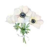 White flowers bouquet with field anemone poppies vector