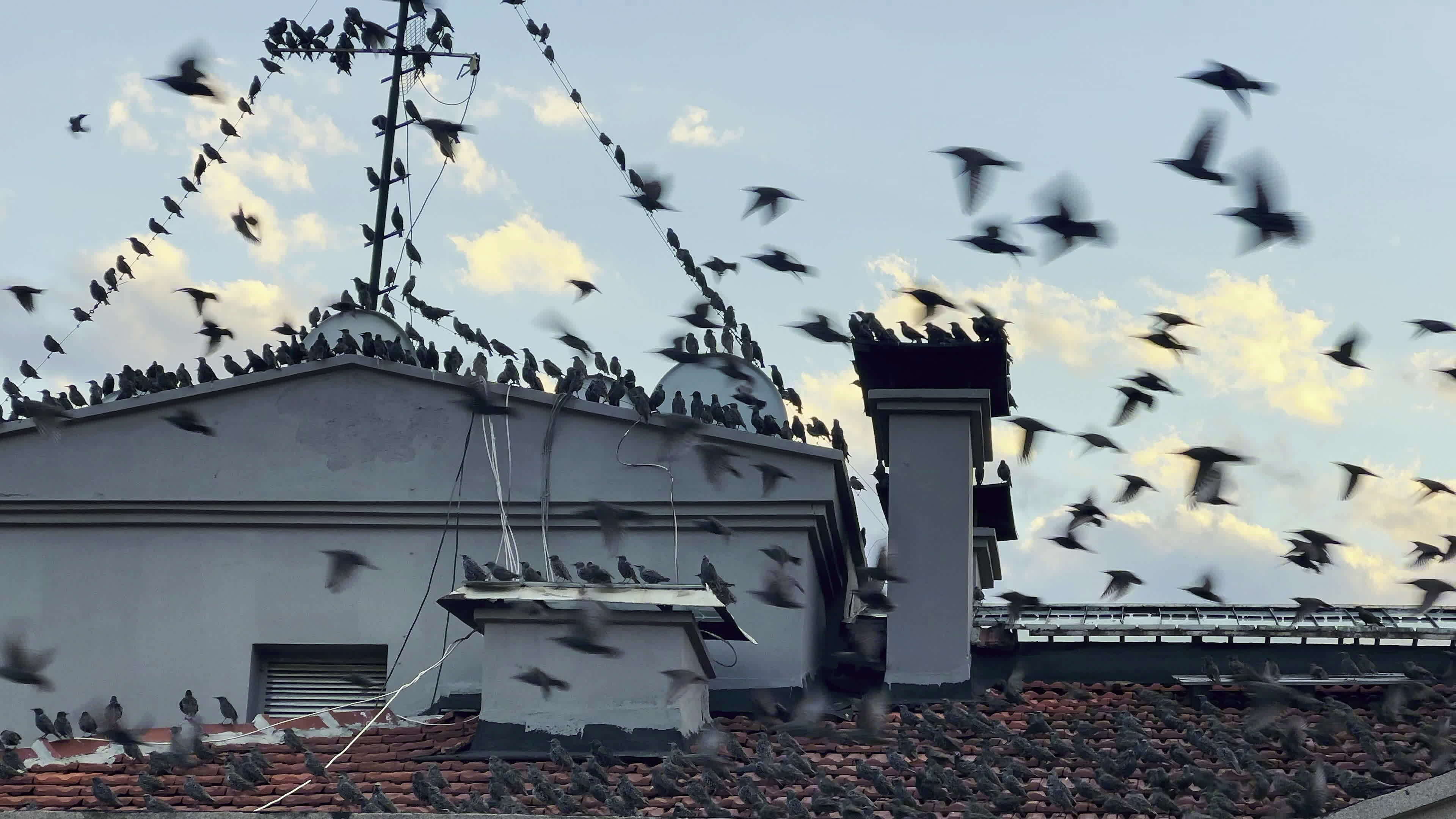 https://static.vecteezy.com/system/resources/thumbnails/036/046/168/original/lots-of-birds-flying-on-the-roof-video.jpg