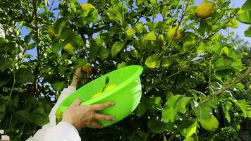 Fresco y orgánico limón en árbol video