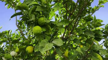 Fresh and Organic Lemon on Tree video