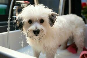 AI generated Pet care Groomer washes Bichon Frise mix in professional salon photo