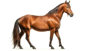 AI generated Bay Horse on White Background. Animal, Mammal, Ranch, Pet photo