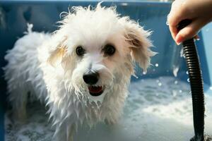 AI generated Pet spa treatment Bichon Frise mix being washed in grooming salon photo