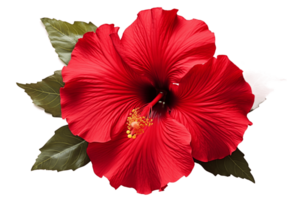 ai gerado vermelho hibisco flor em transparente fundo. ai png