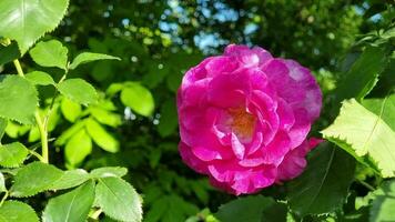 lindo jardim Rosa rosa dentro a jardim em uma arbusto em uma ensolarado verão dia. video