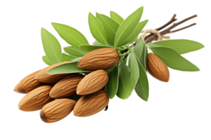 AI generated Almonds with Leaves Isolated on Transparent Background. AI png