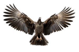 AI generated Wild Turkey Bird Wings Isolated on a Transparent Background. AI png