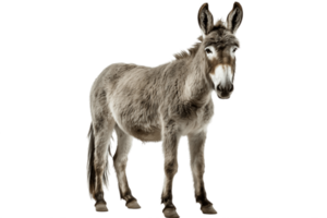 AI generated Full Body Donkey Standing on Transparent Background. AI png
