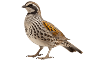 AI generated Full Body Quail Standing on Transparent Background. AI png