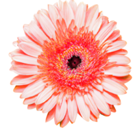 AI generated Alone in Splendor The Story of a Gerbera png