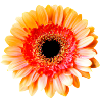 ai generado el espléndido aislamiento de un delicado gerbera png