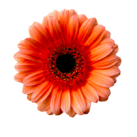 AI generated A Masterpiece The Isolated and Beautiful Gerbera png