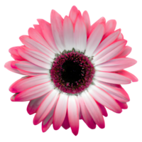 AI generated The Lone Gerbera Delicacy and Beauty Combined png