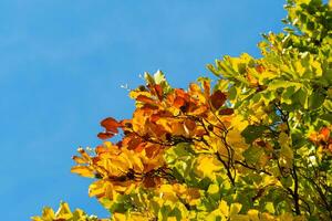Autumn leaves with the blue sky background photo