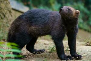 Siberian wolverine, Gulo Gulo in nature photo