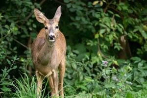 Roe deer in forest, Capreolus capreolus. Wild roe deer in nature. photo