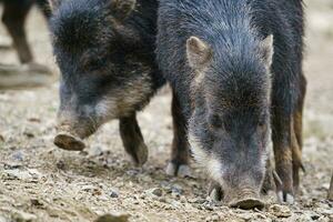 Chacoan peccary, Catagonus wagneri, also known as the tagua. photo