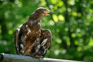 The steppe eagle is a bird of prey. photo