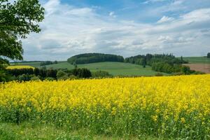 Spring landscape with rape field photo