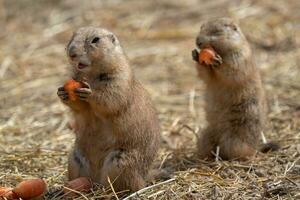 A prairie dogs is eating a carrot photo