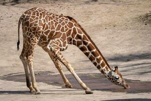 One giraffe drinking water in the dry landscape photo