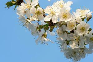 Cherry Blossoms on a blue sky. Spring floral background. Cherry flowers blossoming in the springtime. photo