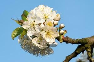 Cherry Blossoms on a blue sky. Spring floral background. Cherry flowers blossoming in the springtime. photo