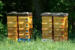 Wooden bee hives. Hives with bees. photo