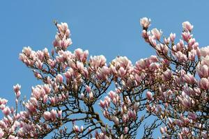 Magnolia pink blossom tree flowers over blue sky. Spring floral background photo