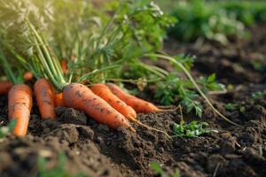 AI generated Carrot on ground. Freshly picked carrots. photo