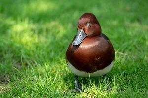 Wild male duck in the green grass photo