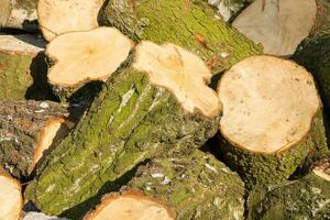 Pile of firewood for the winter photo