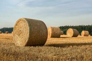 Hay bales on the field after harvest photo