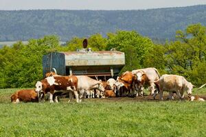 manada de vacas a primavera verde campo foto