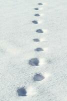 Animal tracks in snow photo