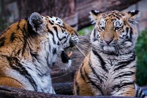 tigre siberiano con cachorro, panthera tigris altaica foto