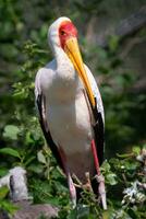 White stork in Bird's nest. photo