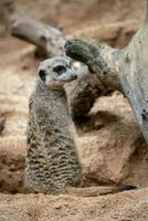 Suricata standing on a guard. Curious meerkat photo