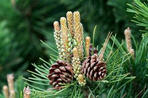 Small pine cones at the end of branches. Blurred pine needles in background. photo