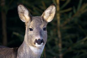 Roe deer in forest, Capreolus capreolus. Wild roe deer in nature. photo