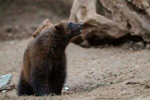 Siberian wolverine, Gulo Gulo in nature photo