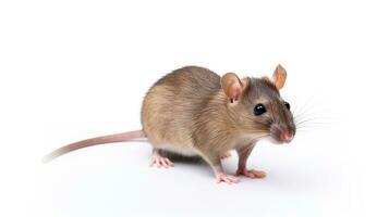 AI generated Rat on White Background. Animal, Mammal photo