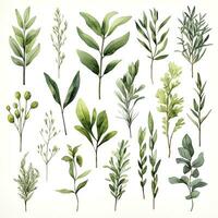 AI generated Collection of watercolor herbs clipart on white background. AI Generated photo