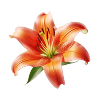 AI generated Lily flower Isolated on transparent background generative al png