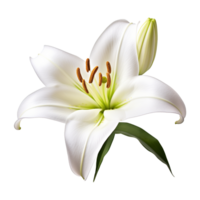 AI generated Lily flower Isolated on transparent background generative al png