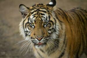 Tiger, portrait of a Sumatran Tiger photo